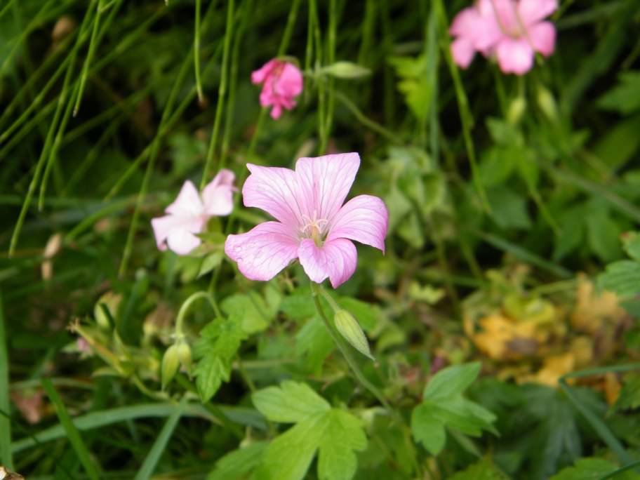 Cranesbill - Geranium x oxonianum "Hollywood", species information page