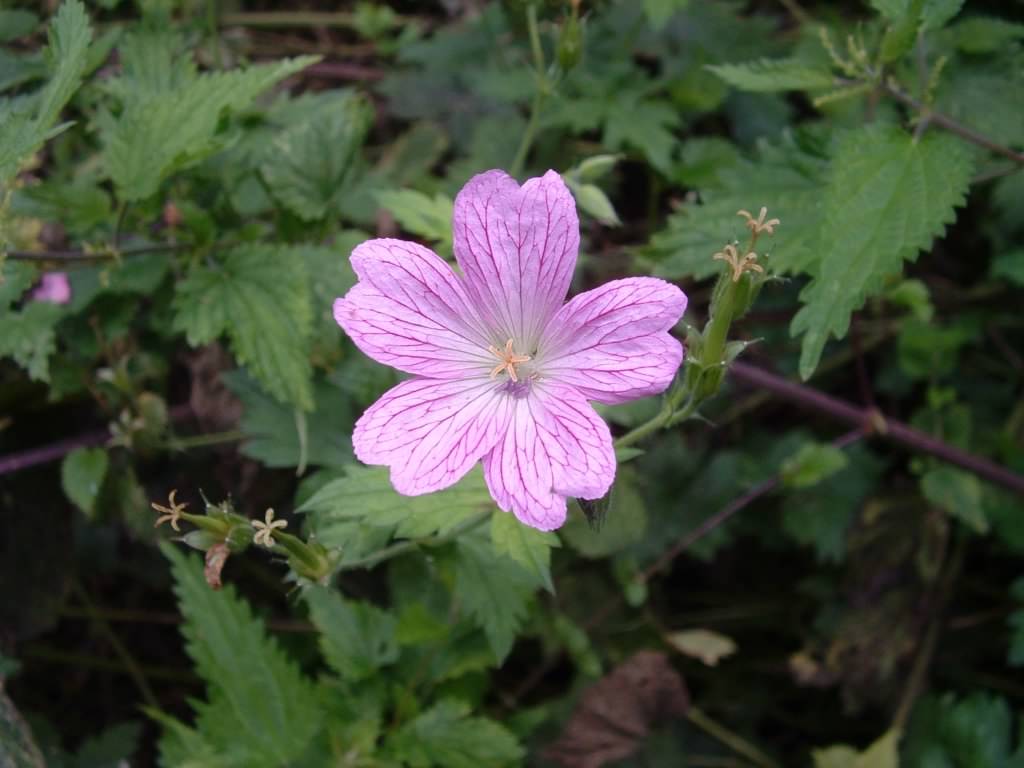 Cranesbill - Geranium x oxonianum "Hollywood", click for a larger image