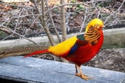 Golden pheasant - Chrysolophus pictus, click for a larger image, licensed for reuse CCBYNC2.0
