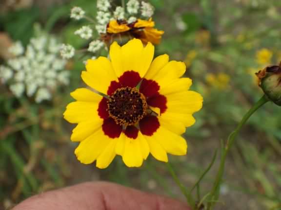 Golden Tickseed - Coreopsis tinctoria, click for a larger image