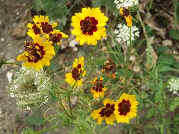 Golden Tickseed - Coreopsis tinctoria, click for a larger image