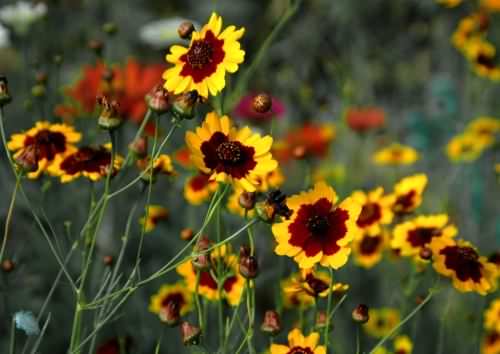 Golden Tickseed - Coreopsis tinctoria, click for a larger image, licensed for reuse CCASA3.0