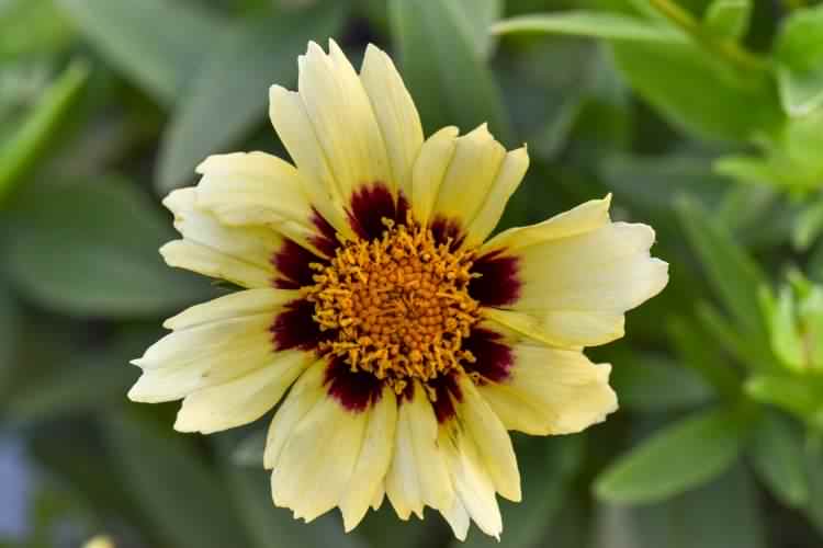 Golden Tickseed - Coreopsis tinctoria, click for a larger image, photo licensed for reuse CCASA4.0