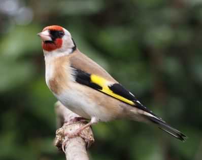 Goldfinch - Carduelis carduelis, click for a larger image, photo licensed for reuse CC-BY-SA-3.0