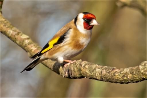 Goldfinch - Carduelis carduelis, click for a larger image, ©2020 Colin Varndell, used with permission