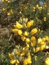Common Gorse - Ulex europaeus spring flowers, click for a larger image