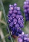 Grape Hyacinth flower