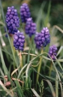 Grape Hyacinth habit
