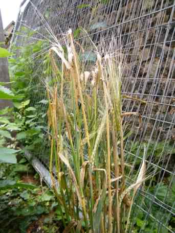 Barley - Hordeum vulgare, click for a larger image