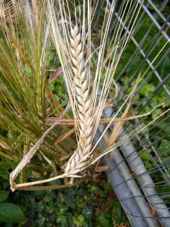 Barley - Hordeum vulgare, click for a larger image