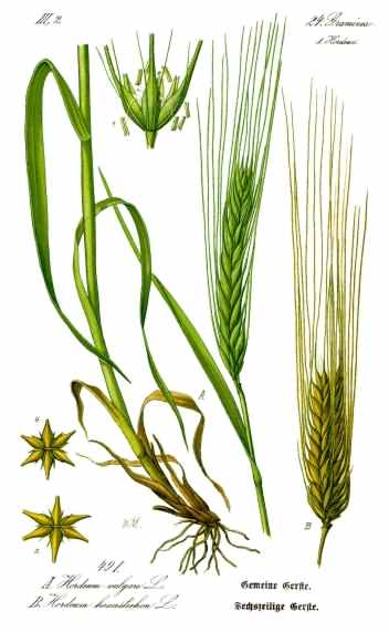 Barley - Hordeum vulgare, click for a larger image, image is in the public domain