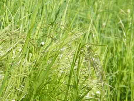 Barren Brome - Anisantha sterilis, click for a larger image