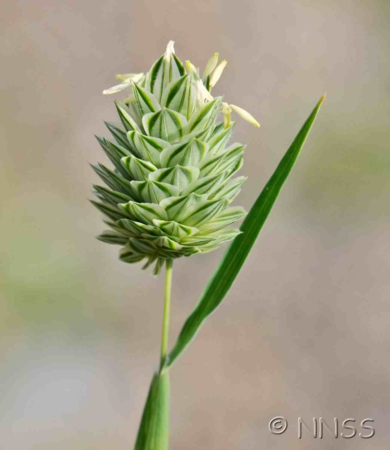 Canary grass - Phalaris canariensis, click for a larger image