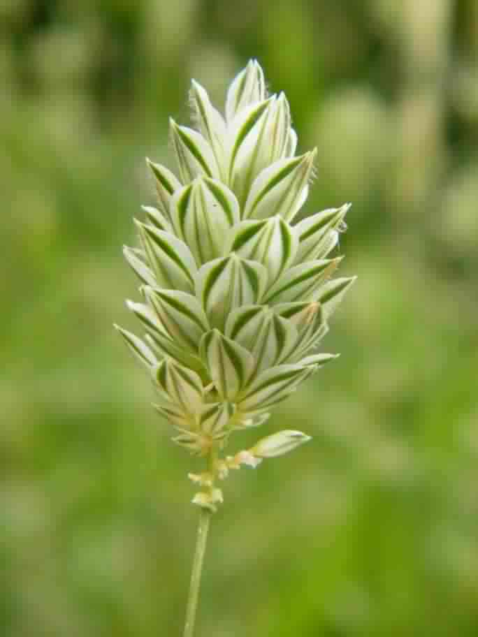 Canary grass - Phalaris canariensis, click for a larger image