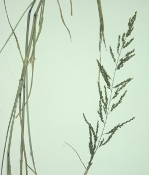 Creeping Bent - Agrostis stolonifera, click for a larger image, licensed for reuse NCSA3.0