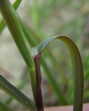 Creeping Bent - Agrostis stolonifera, click for a larger image, photo licensed for reuse CCASA3.0