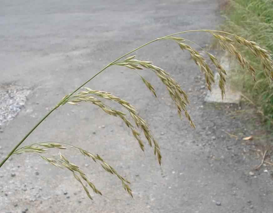 False Oat-grass - Arrhenatherum elatius, click for a larger image