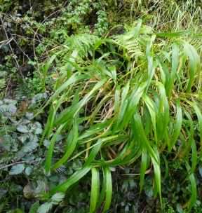 False-brome - Brachypodium sylvaticum, click for a larger image, photo licensed for reuse CCASA2.5