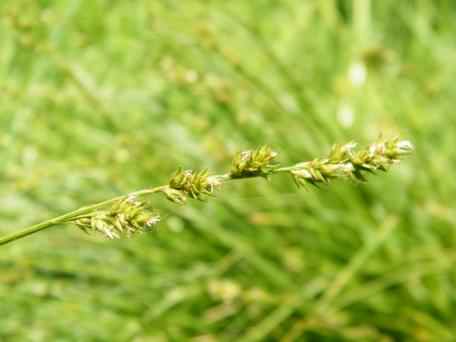 Hairy Sedge - Carex hirta, click for a larger image