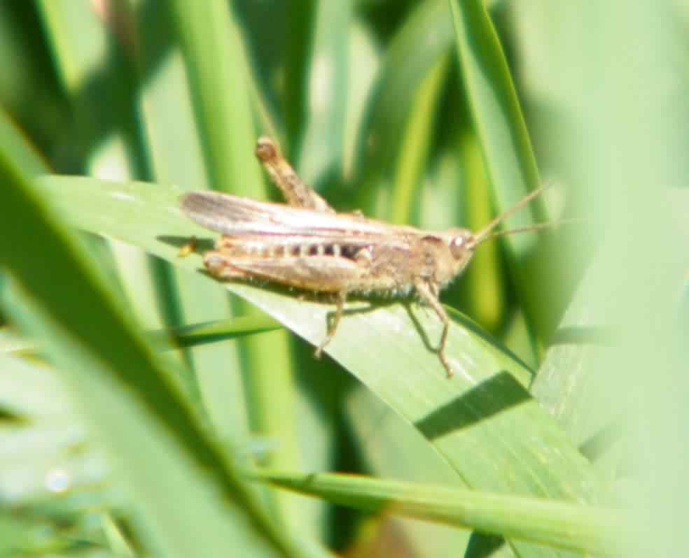 Common Field Grasshopper - Chorthippus brunneus, click for a larger image