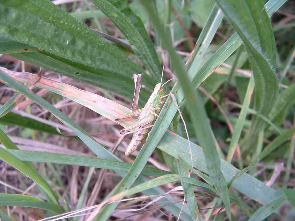 Meadow Grasshopper (Female) - Chorthippus parallelus, click for a larger image