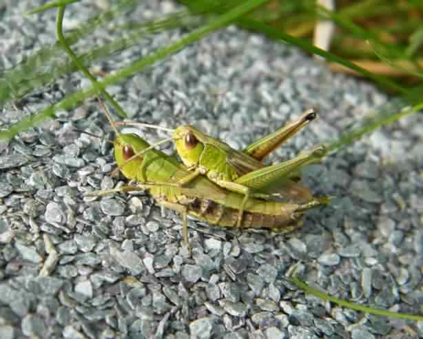 Meadow Grasshopper mating pair - Chorthippus parallelus, click for a larger image