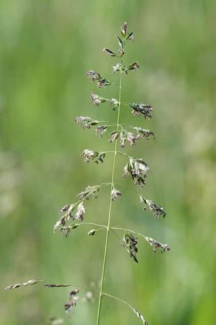 Rough Meadow grass - Poa trivialis, species information page, species information page, photo licensed for reuse CCASA3.0