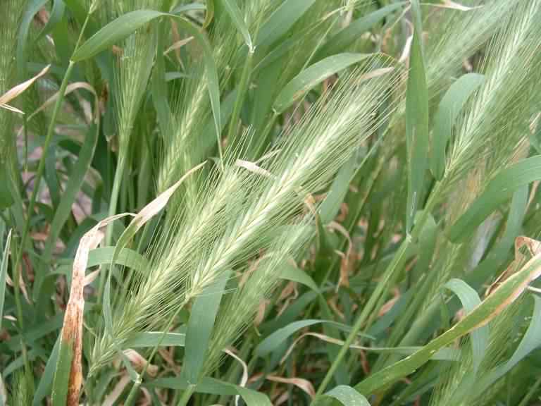 Wall Barley - Ordeum murinum, click for a larger image