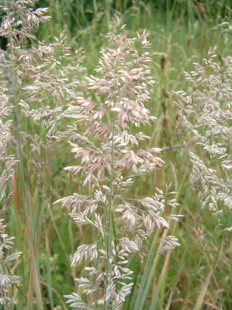 Yorkshire Fog - Holcus lanatus, species information page