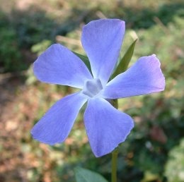 Greater Periwinkle - Vinca major, click for a larger image
