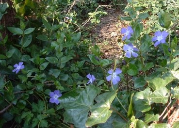 Greater Periwinkle - Vinca major, click for a larger image