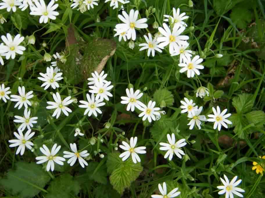 Greater Stitchwort - Stellaria holostea, click for a larger image