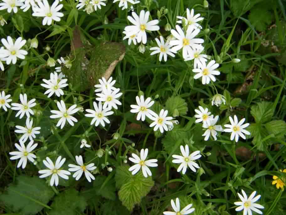 Greater Stitchwort - Stellaria holostea, species information page