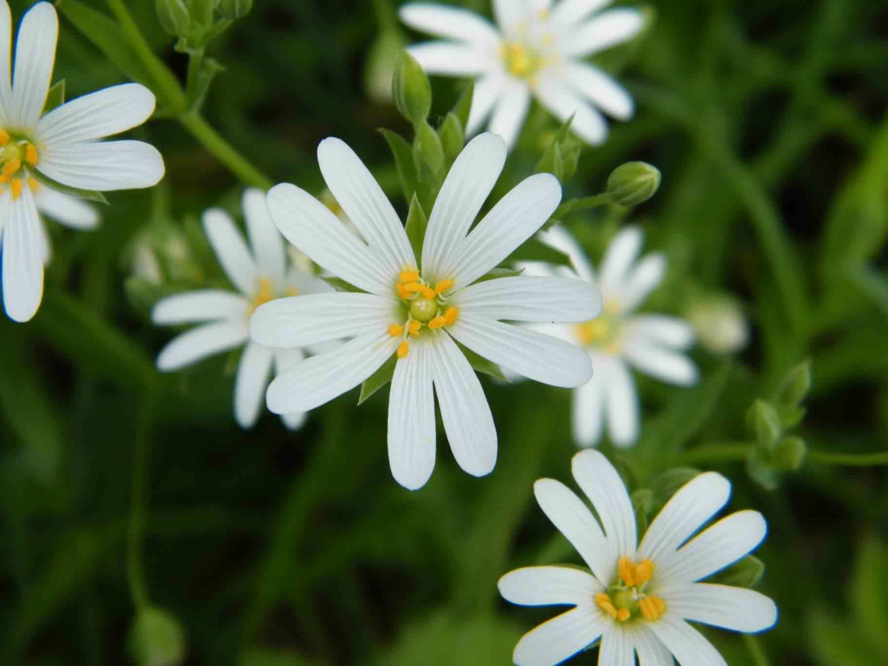 Greater Stitchwort - Stellaria holostea, click for a larger image