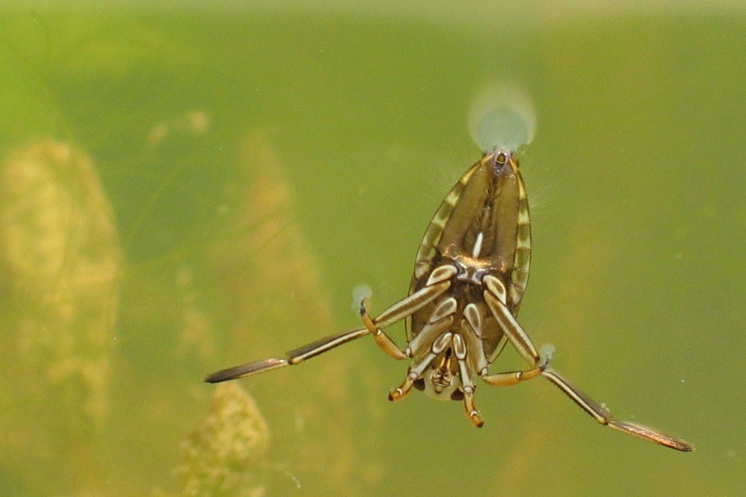 Greater Water Boatman - Notonecta glauca, species information page. Also  known as Common Backswimmer
