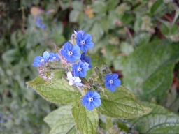 Green Alkanet - Pentaglottis sempervirens, click for a larger image