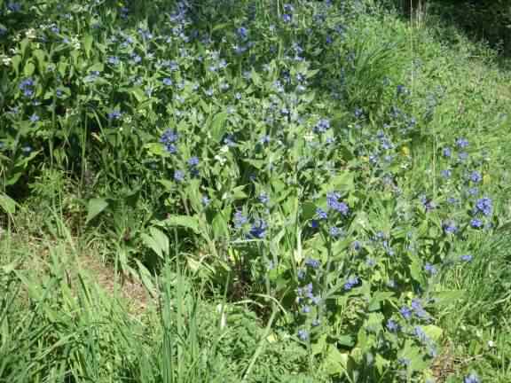 Green Alkanet - Pentaglottis sempervirens, click for a larger image