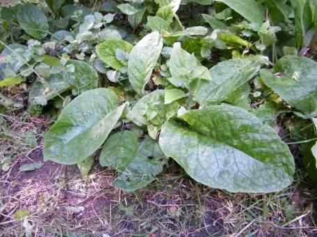 Green Alkanet - Pentaglottis sempervirens, click for a larger image
