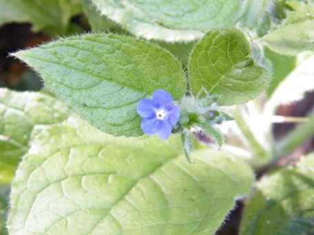 Green Alkanet - Pentaglottis sempervirens, click for a larger image