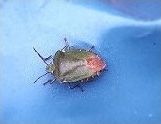 Green Shieldbug - Palomena prasina, species information page