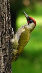 Green Woodpecker - Picus viridis species information page, photo licensed for reuse CCASA3.0
