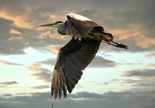Grey Heron - Ardea cinerea, click for a larger image, ©2020 Colin Varndell, used with permission