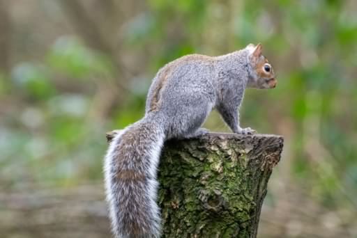 Grey Squirrel - Sciurus carolinensis, click for a larger image, ©2020 Colin Varndell, used with permission