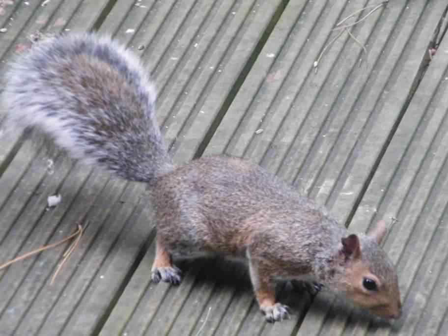 Grey Squirrel - Sciurus carolinensis, click for a larger image
