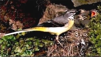 Grey Wagtail - Motacilla cinerea with chicks, click for a larger image