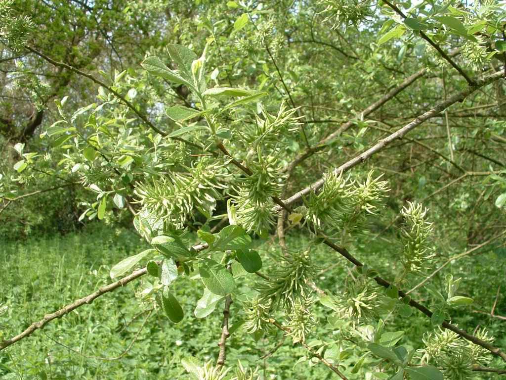 Goat Willow - Salix caprea ssp. caprea, click for a larger image