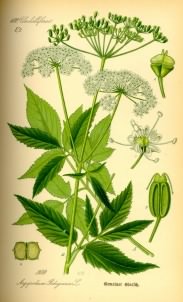 Ground Elder - Aegopodium podagraria, click for a larger image, image is in the public domain
