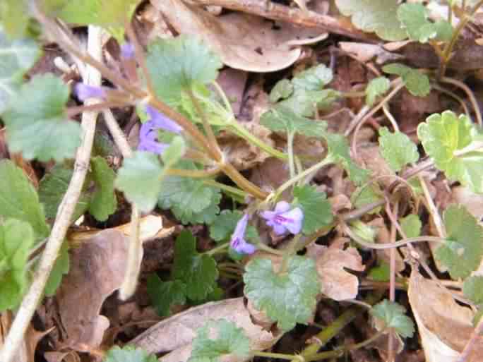 Ground Ivy - Glechoma hederacea, click for a larger image