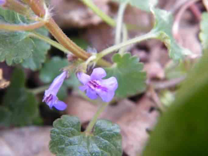 Ground Ivy - Glechoma hederacea, click for a larger image