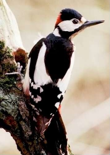 Great Spotted Woodpecker - Dendrocopos major species information page
